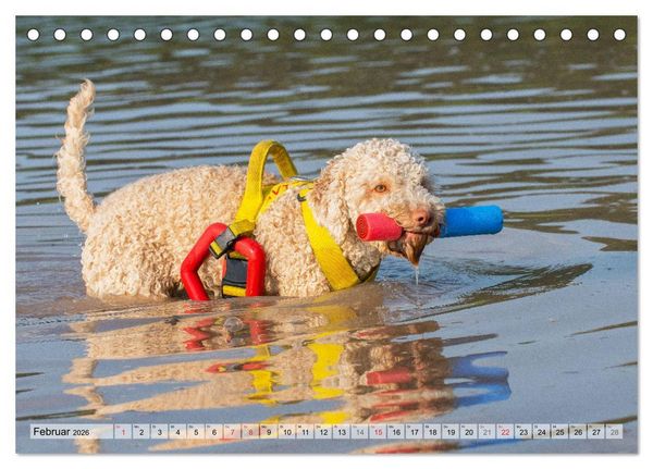 Produktbild: Lagotto Romagnolo - Ein Hund zum Verlieben (Tischkalender 2026 DIN A5 quer), CALVENDO Monatskalender