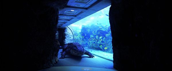 Produktbild: Aquarium of the Dead
