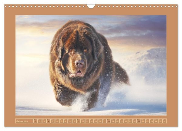 Produktbild: Neufundl&auml;nder. Imposante Riesen mit sanfter Seele (Wandkalender 2026 DIN A3 quer), CALVENDO Monatskalender