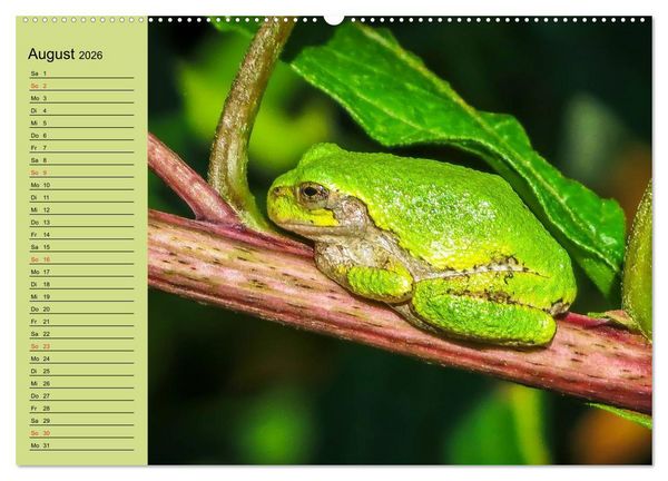 Produktbild: Frosch m&uuml;sste man sein! (hochwertiger Premium Wandkalender 2026 DIN A2 quer), Kunstdruck in Hochglanz
