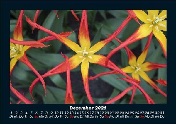 Produktbild: Blumentr&auml;ume 2026 Fotokalender DIN A5