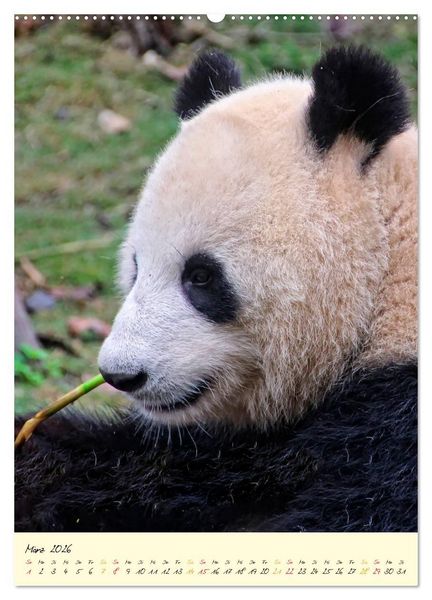 Produktbild: Riesenpanda (Wandkalender 2026 DIN A2 hoch), CALVENDO Monatskalender