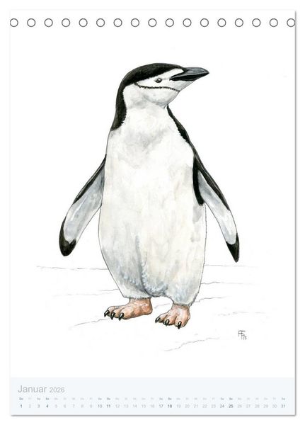 Produktbild: Pinguine - 13 Illustrationen (Tischkalender 2026 DIN A5 hoch), CALVENDO Monatskalender
