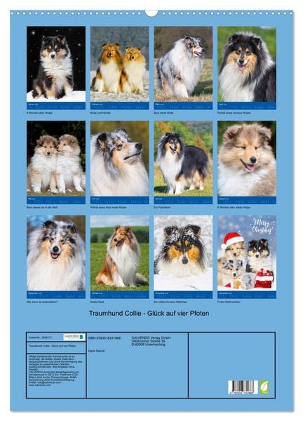 Produktbild: Traumhund Collie - Gl&uuml;ck auf vier Pfoten (Wandkalender 2026 DIN A2 hoch), CALVENDO Monatskalender