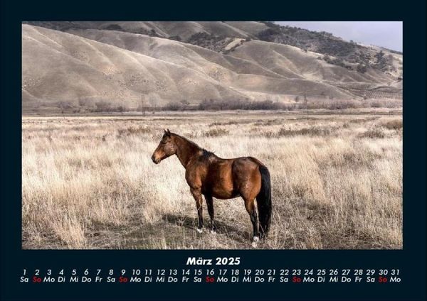 Produktbild: Pferdegefl&uuml;ster 2025 Fotokalender DIN A4