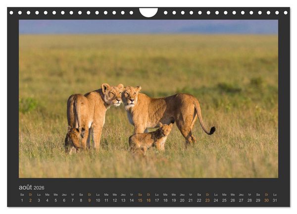 Produktbild: Lions &ndash; Photographies de la faune (Calendrier mural 2026 DIN A4 vertical), CALVENDO calendrier mensuel