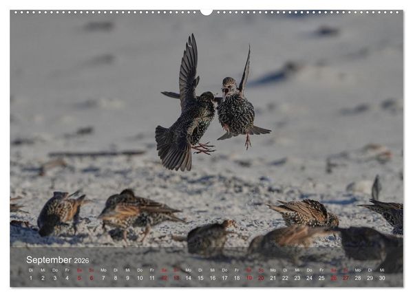 Produktbild: Wilde Vogelwelt Helgoland (hochwertiger Premium Wandkalender 2026 DIN A2 quer), Kunstdruck in Hochglanz
