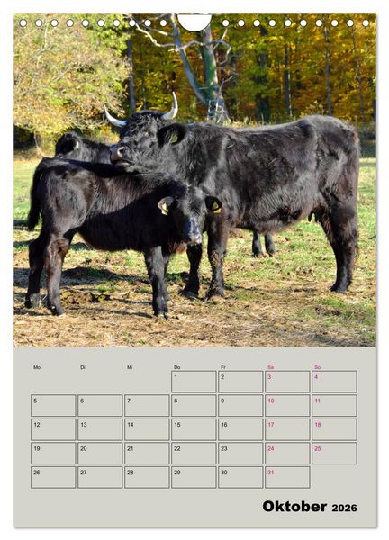 Produktbild: Kuhportraits Hornk&uuml;he (Wandkalender 2026 DIN A4 hoch), CALVENDO Monatskalender