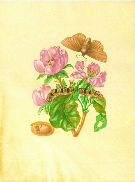 Produktbild: Maria Sibylla Merian &ndash; St. Petersburger Aquarelle (Jubil&auml;umsausgabe)