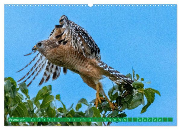 Produktbild: Greifv&ouml;gel - wild und sch&ouml;n (Wandkalender 2027 DIN A2 quer), CALVENDO Monatskalender