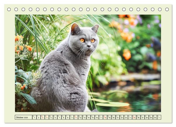 Produktbild: British Shorthair. Sanfte W&uuml;rde und Katzengl&uuml;ck im Gr&uuml;nen (Tischkalender 2026 DIN A5 quer), CALVENDO Monatskalender