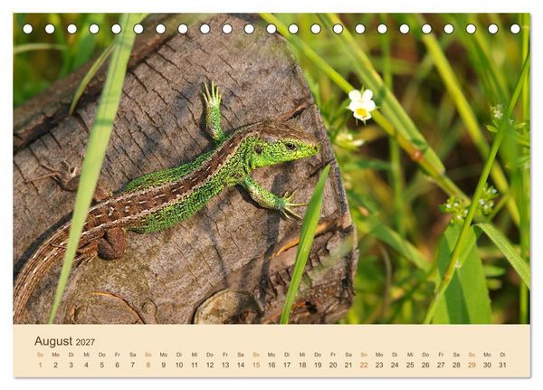 Produktbild: Eidechsen Europas (Tischkalender 2027 DIN A5 quer), CALVENDO Monatskalender