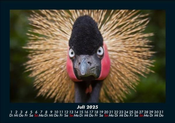 Produktbild: Welt der V&ouml;gel 2025 Fotokalender DIN A5