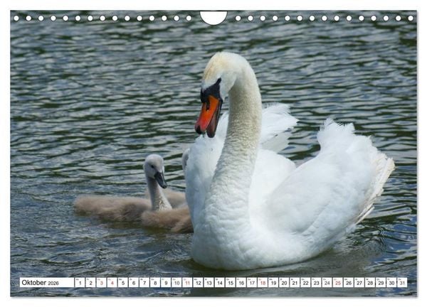 Produktbild: Elegante Schw&auml;ne (Wandkalender 2026 DIN A4 quer), CALVENDO Monatskalender