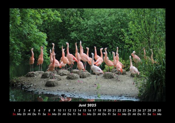 Produktbild: B&auml;ume 2025 Fotokalender DIN A3