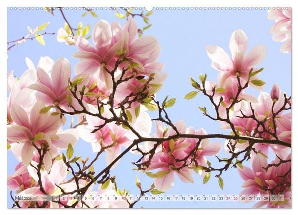 Produktbild: Magnolien Ein Bl&uuml;tenrausch (Wandkalender 2026 DIN A2 quer), CALVENDO Monatskalender