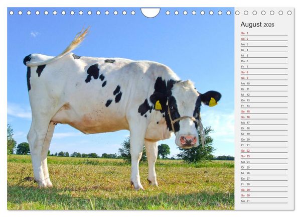 Produktbild: Die Kuh macht Muuuh! (Wandkalender 2026 DIN A4 quer), CALVENDO Monatskalender
