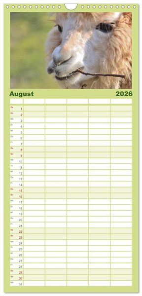 Produktbild: Familienplaner 2026 - Alpakas und Lamas mit 5 Spalten (Wandkalender, 21 x 45 cm) CALVENDO