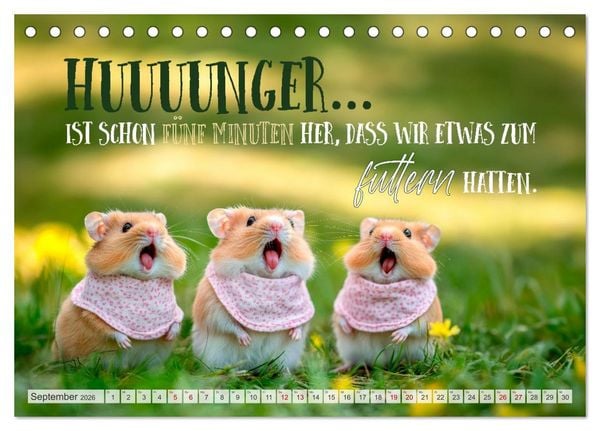 Produktbild: Hamsterhumor - Kleine Zuckerschnute, aber oho (Tischkalender 2026 DIN A5 quer), CALVENDO Monatskalender