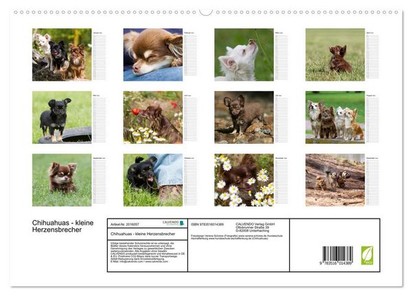 Produktbild: Chihuahuas - kleine Herzensbrecher (hochwertiger Premium Wandkalender 2026 DIN A2 quer), Kunstdruck in Hochglanz
