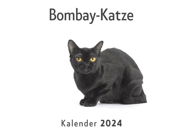 Produktbild: Bombay-Katze (Wandkalender 2024, Kalender DIN A4 quer, Monatskalender im Querformat mit Kalendarium, Das perfekte Geschenk)