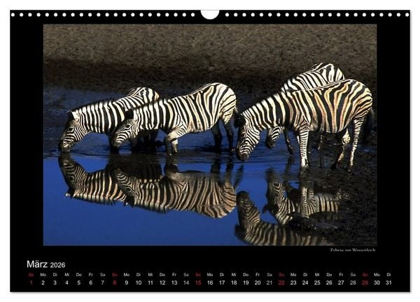Produktbild: Wildtiere im Etosha Nationalpark (Wandkalender 2026 DIN A3 quer), CALVENDO Monatskalender