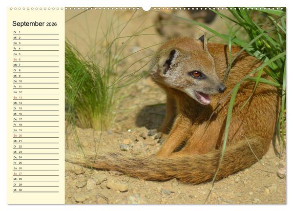 Produktbild: Afrika. Tiere in freier Wildbahn (hochwertiger Premium Wandkalender 2026 DIN A2 quer), Kunstdruck in Hochglanz