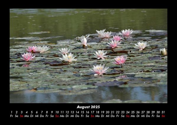 Produktbild: Rosen-Kalender 2025 Fotokalender DIN A3