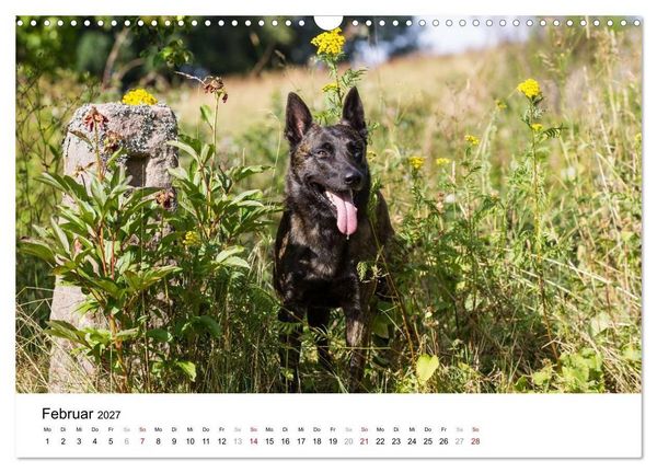Produktbild: ausdrucksvolle Holl&auml;ndische Sch&auml;ferhunde (Wandkalender 2027 DIN A3 quer), CALVENDO Monatskalender
