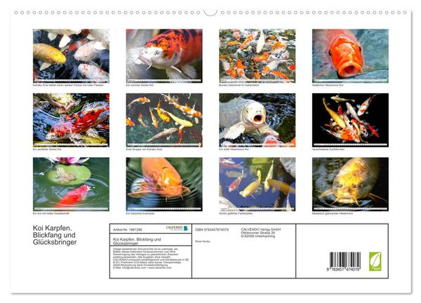 Produktbild: Koi Karpfen. Blickfang und Gl&uuml;cksbringer (hochwertiger Premium Wandkalender 2026 DIN A2 quer), Kunstdruck in Hochglanz