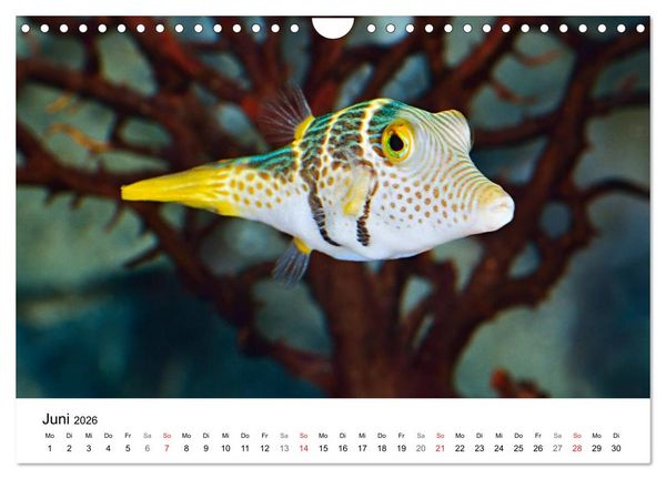Produktbild: Fischzauber - Wundervolle Aquarienfische (Wandkalender 2026 DIN A4 quer), CALVENDO Monatskalender