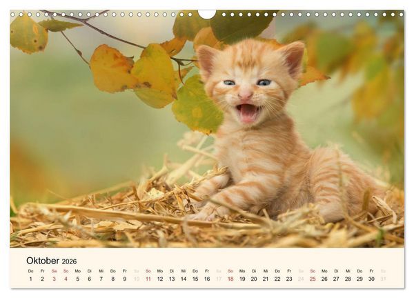 Produktbild: S&uuml;&szlig;e Stubentiger - Katzenkinder (Wandkalender 2026 DIN A3 quer), CALVENDO Monatskalender