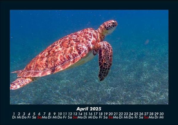 Produktbild: Schildkr&ouml;tenzauber 2025 Fotokalender DIN A5