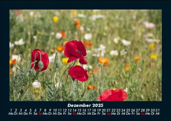 Produktbild: Blumentr&auml;ume 2025 Fotokalender DIN A5
