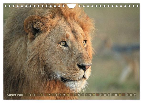 Produktbild: L&ouml;wen und Leoparden - Begegnungen in Afrika (Wandkalender 2026 DIN A4 quer), CALVENDO Monatskalender