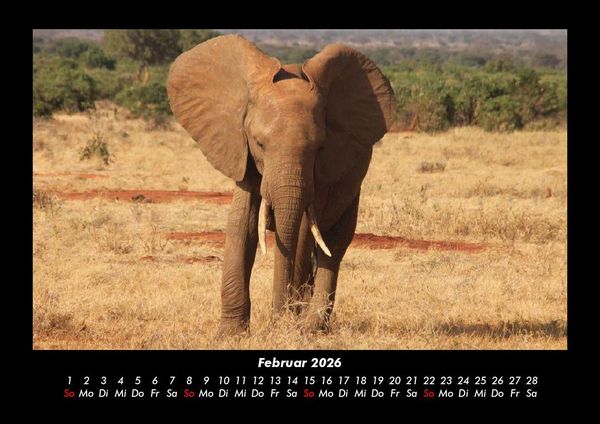 Produktbild: Der Elefantenkalender 2026 Fotokalender DIN A3