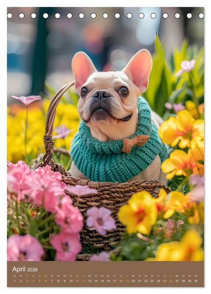 Produktbild: Frenchie Couture - Franz&ouml;sische Bulldoggen in Strick-Chic (Tischkalender 2026 DIN A5 hoch), CALVENDO Monatskalender