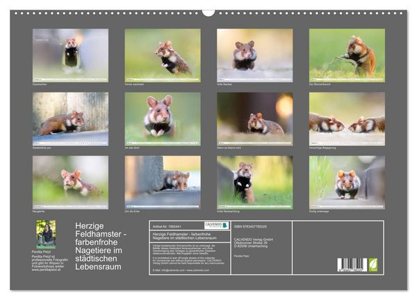 Produktbild: Herzige Feldhamster - farbenfrohe Nagetiere im st&auml;dtischen Lebensraum (Wandkalender 2026 DIN A2 quer), CALVENDO Monatskalender