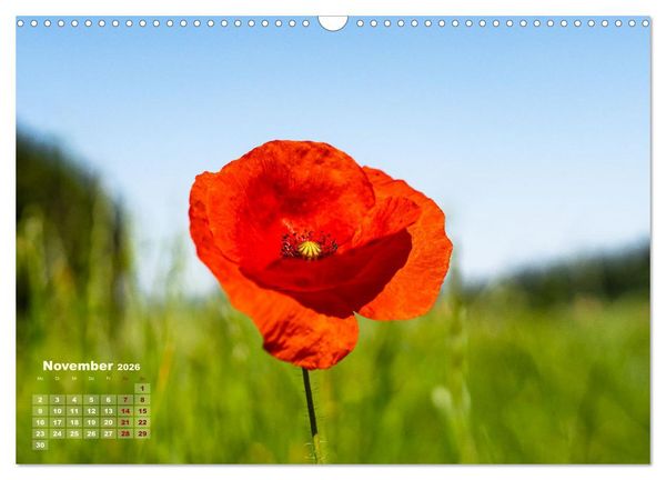 Produktbild: ZAUBERHAFTE MOHNBL&Uuml;TEN IN SCHARLACHROT UND PINK (Wandkalender 2026 DIN A3 quer), CALVENDO Monatskalender