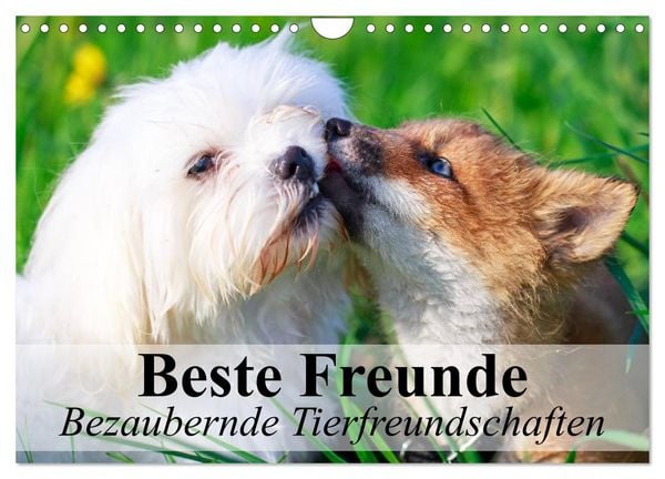 Produktbild: Beste Freunde - Bezaubernde Tierfreundschaften (Wandkalender 2026 DIN A4 quer), CALVENDO Monatskalender