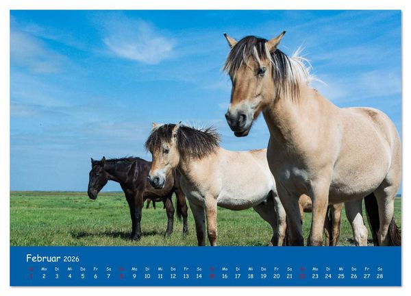 Produktbild: Besuch auf Hiddensee (Wandkalender 2026 DIN A2 quer), CALVENDO Monatskalender