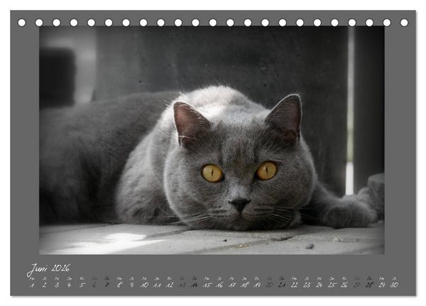 Produktbild: GRAUE ENGEL Britischkurzhaar-Katzen (Tischkalender 2026 DIN A5 quer), CALVENDO Monatskalender