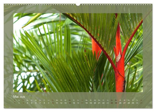 Produktbild: Bambus (hochwertiger Premium Wandkalender 2026 DIN A2 quer), Kunstdruck in Hochglanz