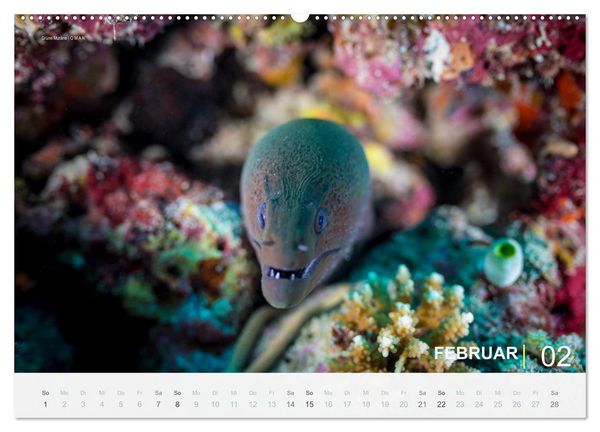 Produktbild: Einfach Tauchen - Wunderbare Tauchpl&auml;tze und Korallenriffe (Wandkalender 2026 DIN A2 quer), CALVENDO Monatskalender