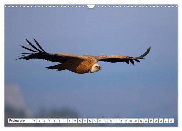 Produktbild: V&ouml;gel in der Extremadura (Wandkalender 2027 DIN A3 quer), CALVENDO Monatskalender