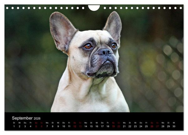 Produktbild: Franz&ouml;sische Bulldoggen - Schutzengel auf 4 Pfoten (Wandkalender 2026 DIN A4 quer), CALVENDO Monatskalender