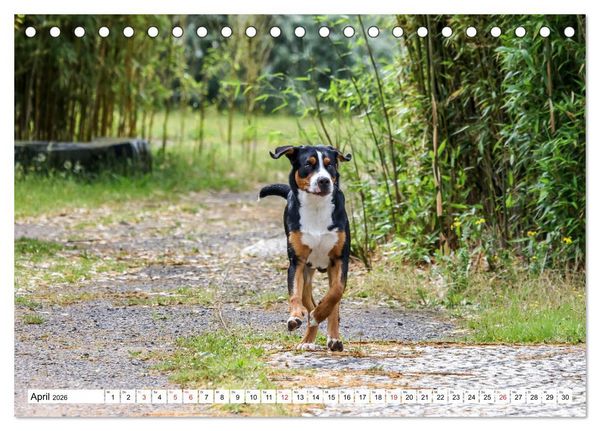 Produktbild: Gro&szlig;er Schweizer Sennenhund (Tischkalender 2026 DIN A5 quer), CALVENDO Monatskalender