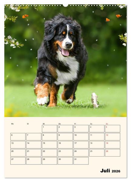 Produktbild: Traumhaft sch&ouml;n - Der Berner Sennenhund (Wandkalender 2026 DIN A2 hoch), CALVENDO Monatskalender