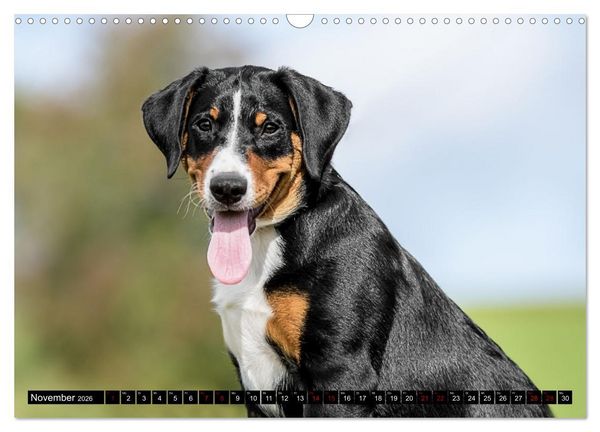 Produktbild: Appenzeller Sennenhunde - Fr&ouml;hliche Kameraden (Wandkalender 2026 DIN A3 quer), CALVENDO Monatskalender
