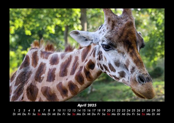 Produktbild: Giraffen 2025 Fotokalender DIN A3